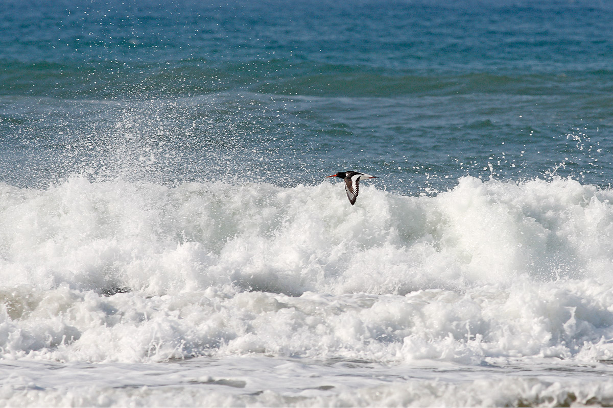 Oystercatcher