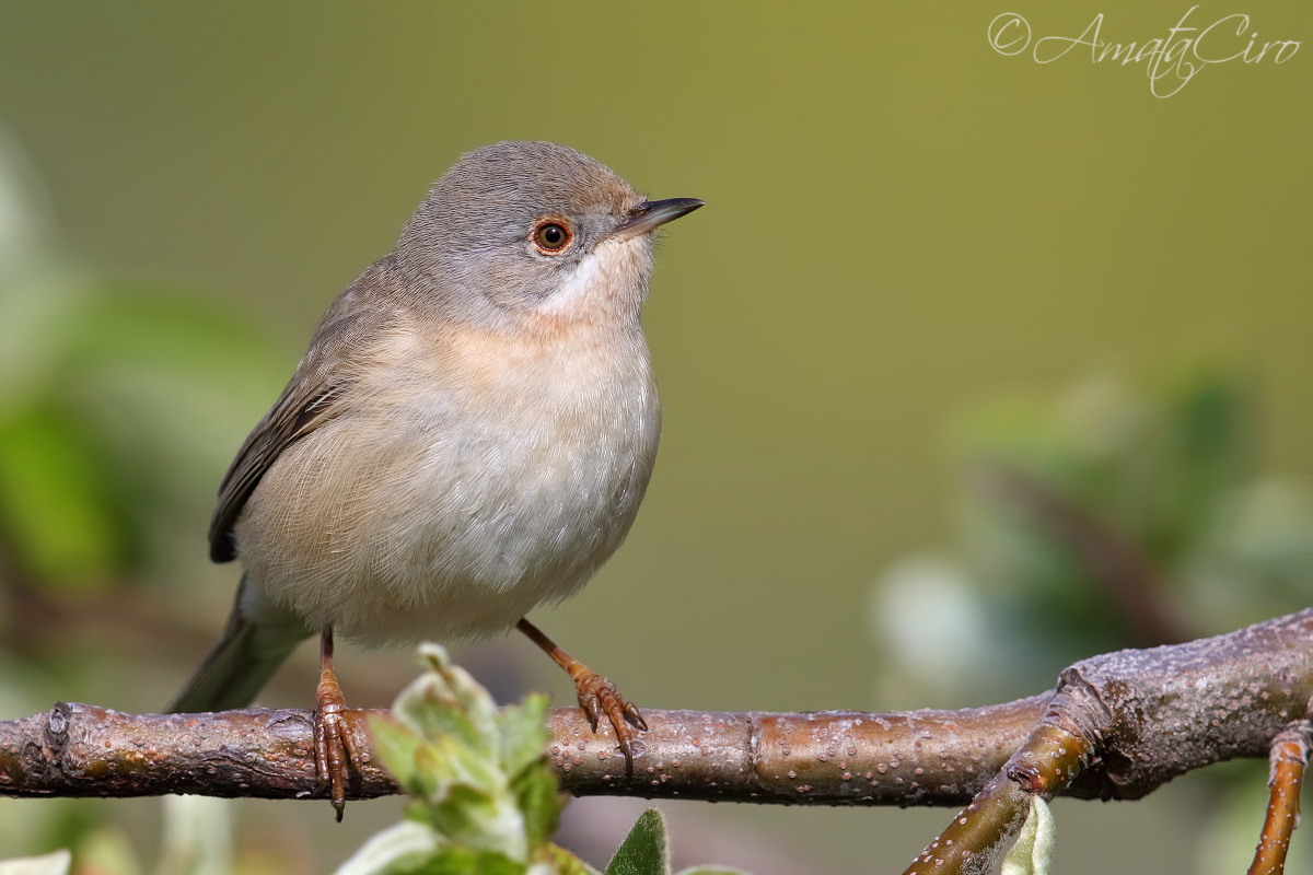 subalpine warbler female