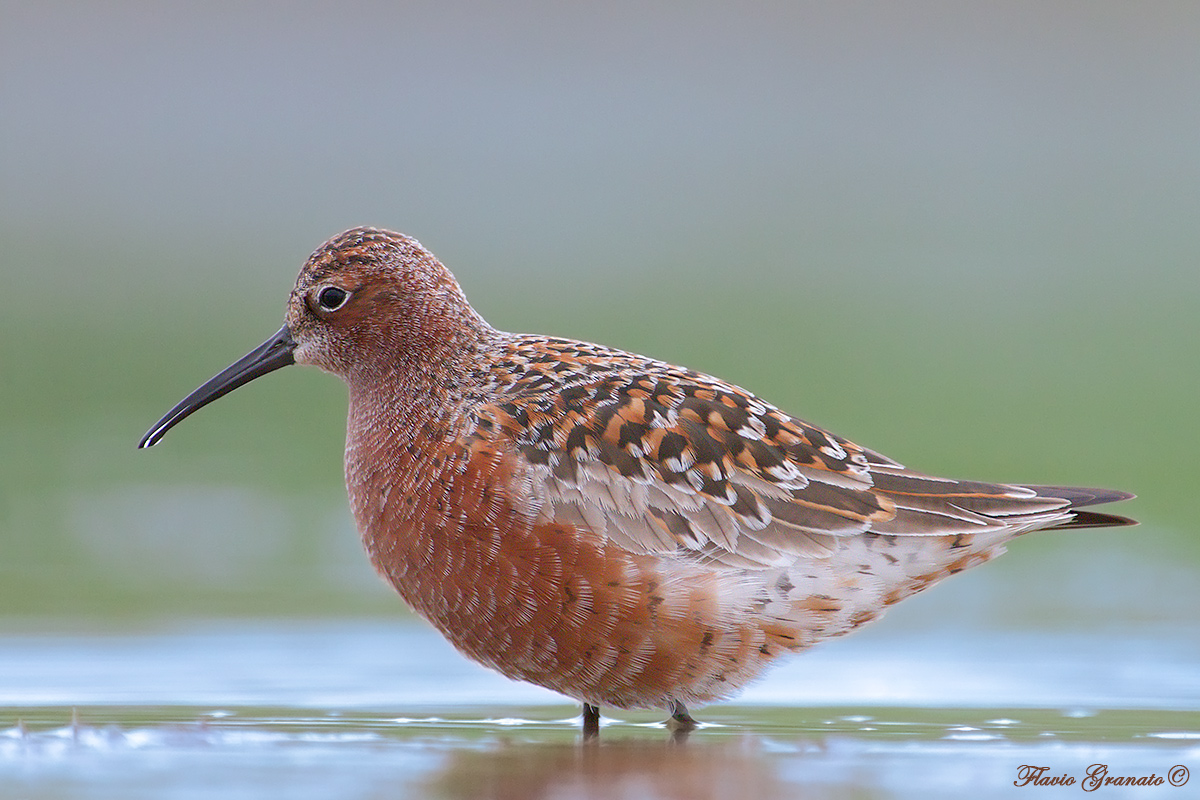sandpiper summer dress