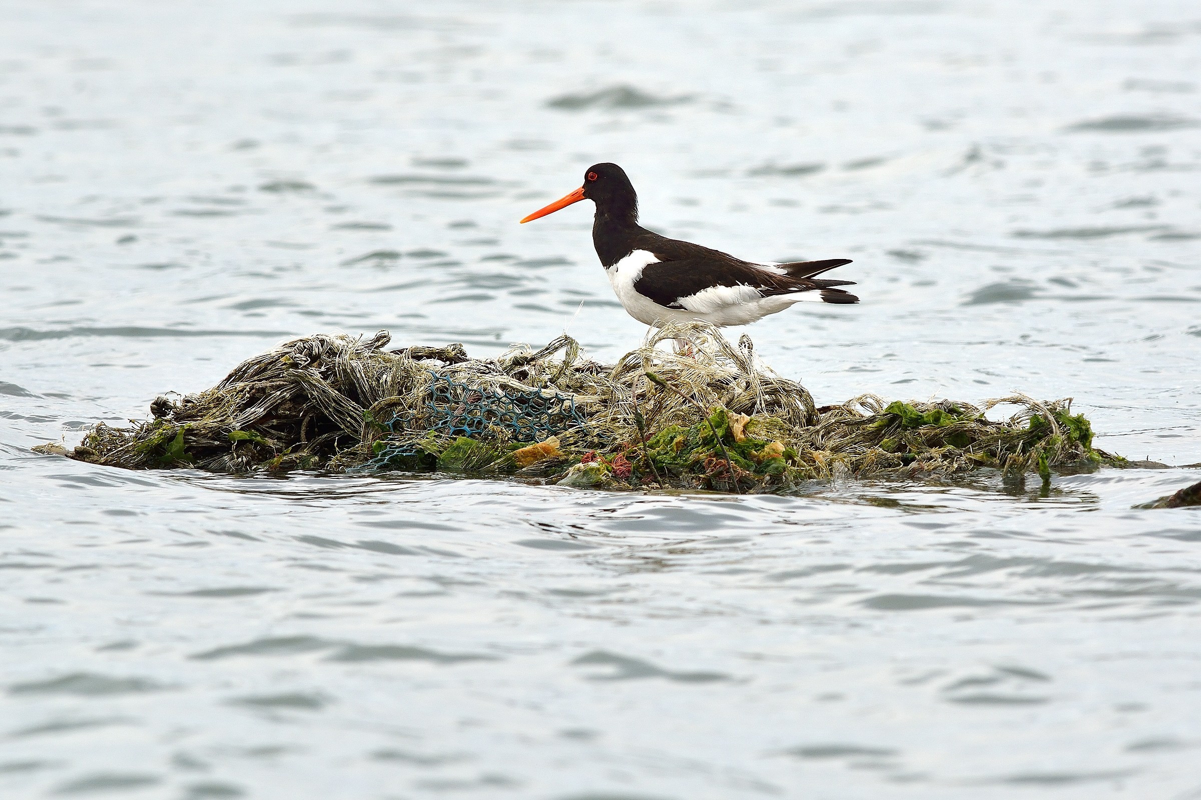 A strange island ....