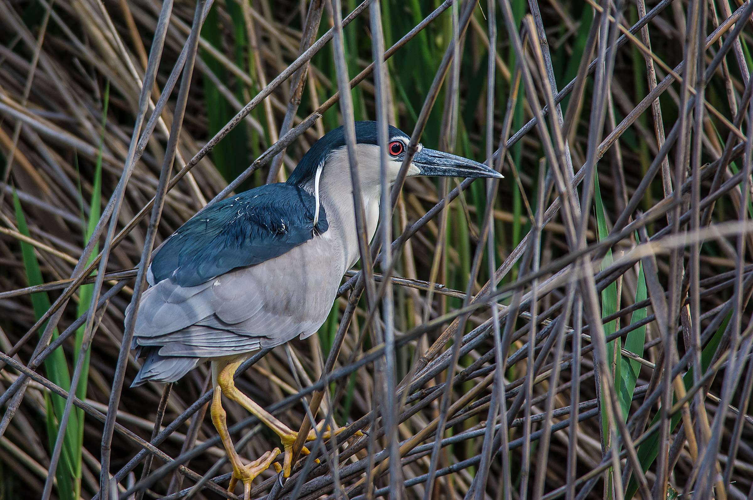Night Heron much set