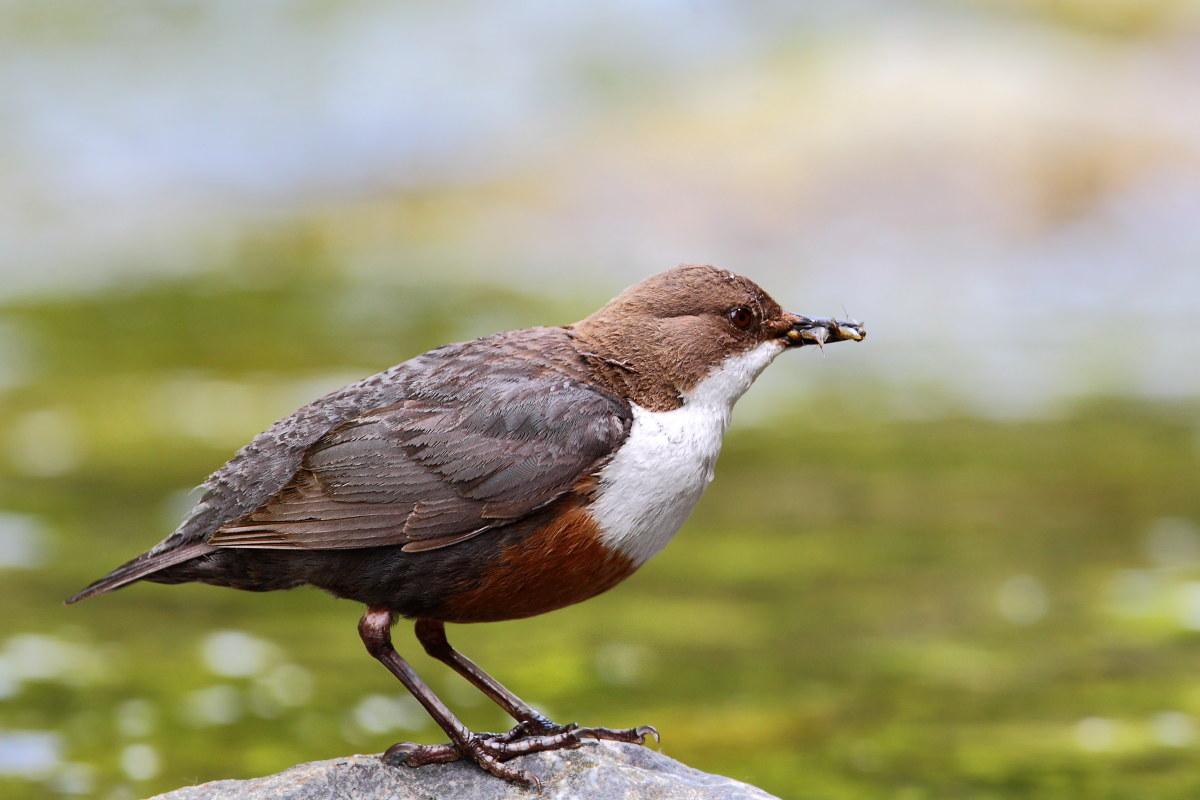 dipper