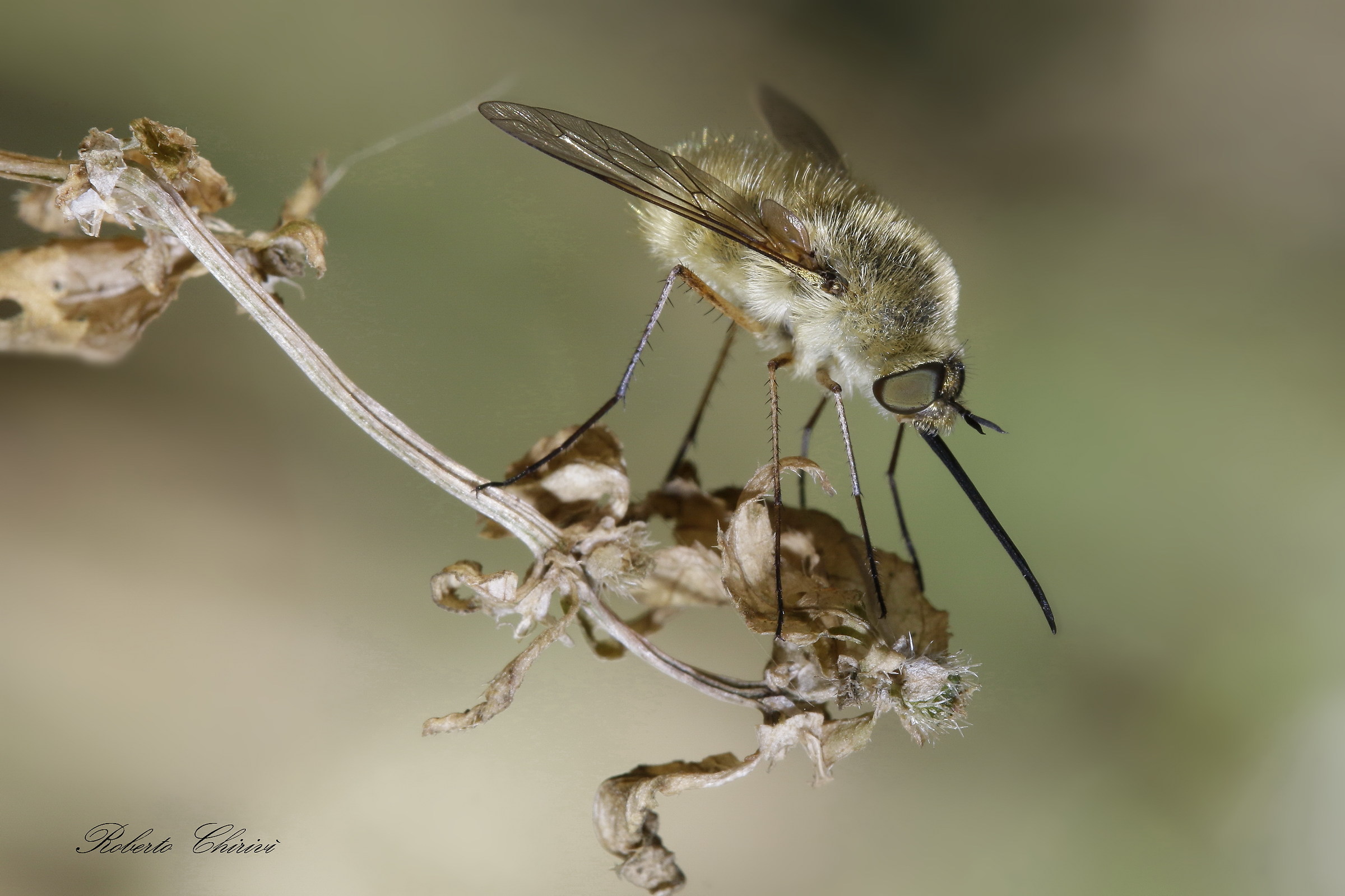 Bombylius major (altra prospettiva)