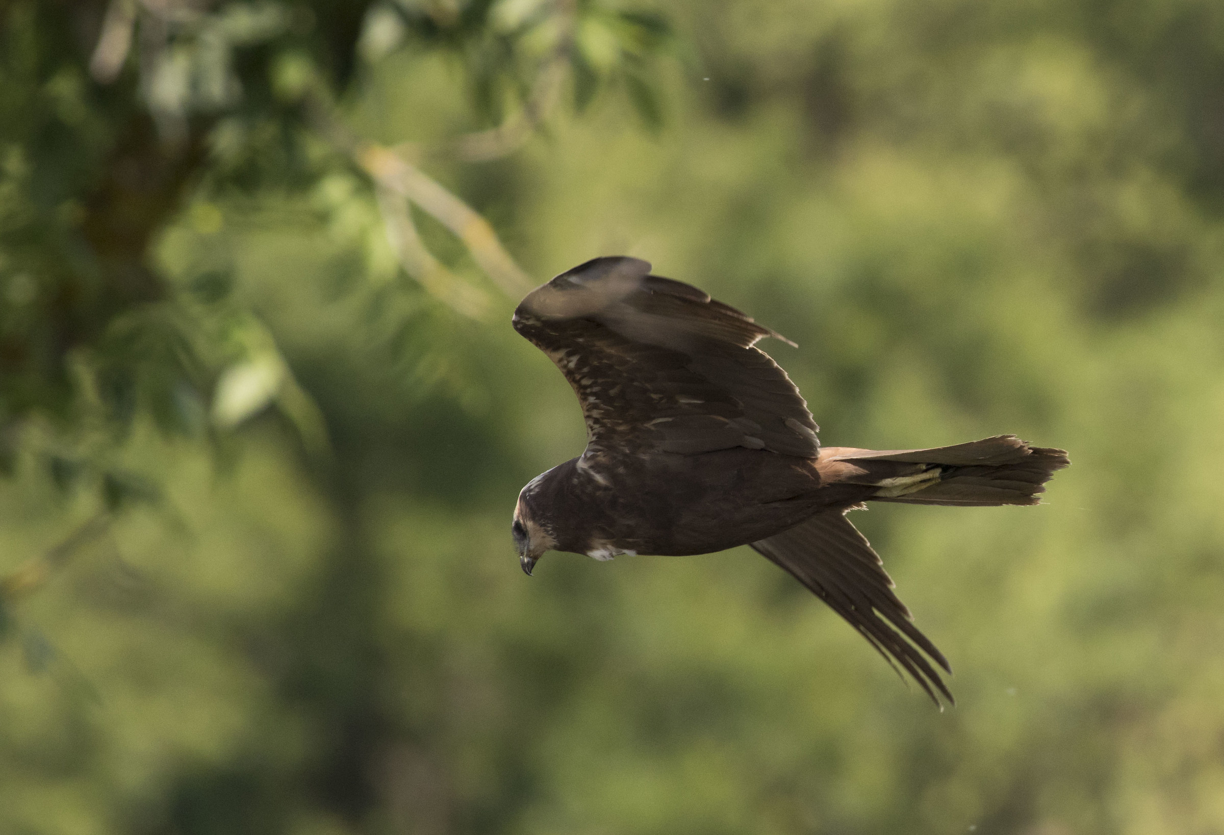 marsh harrier