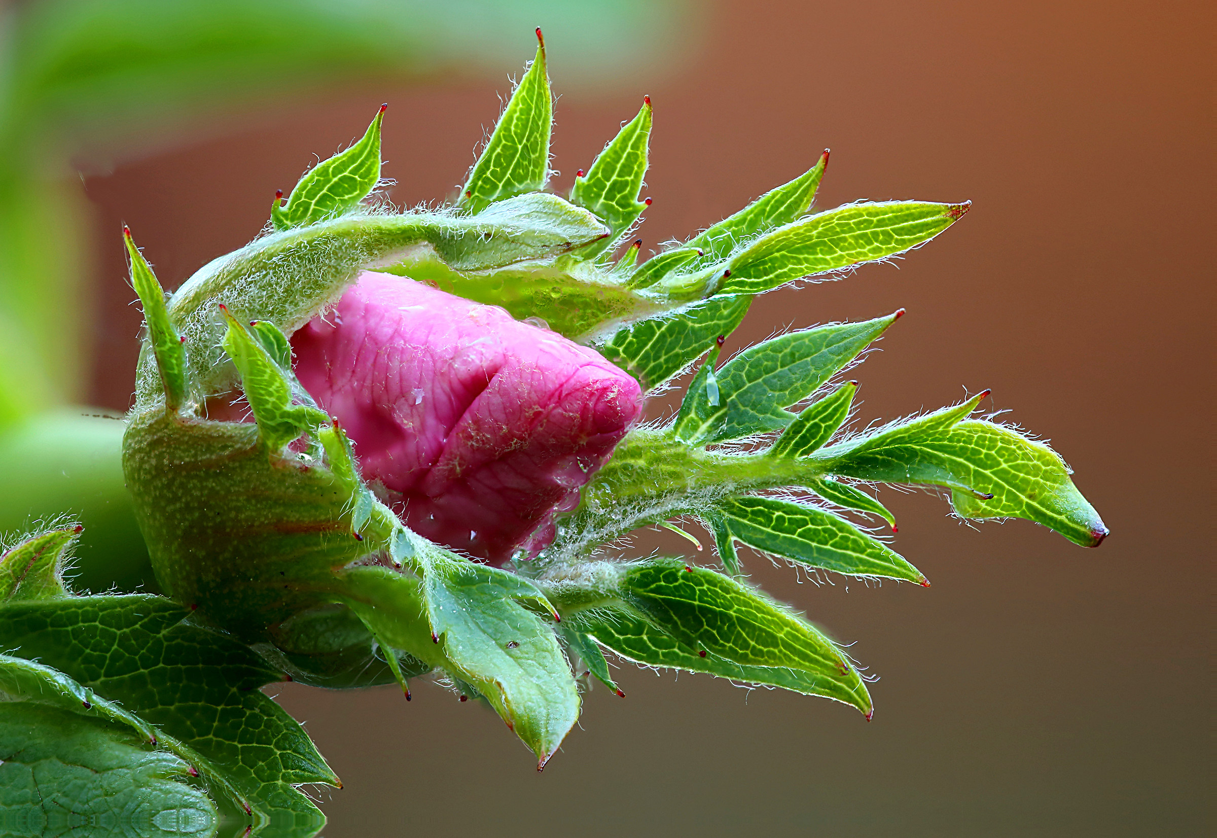 Bud of rose hips