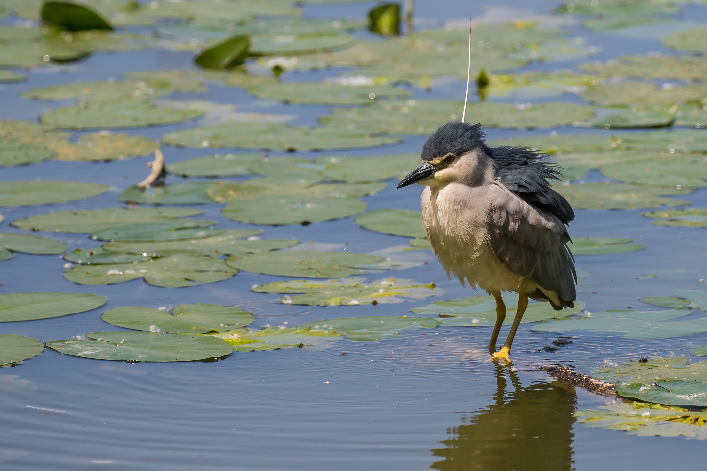Night Heron!