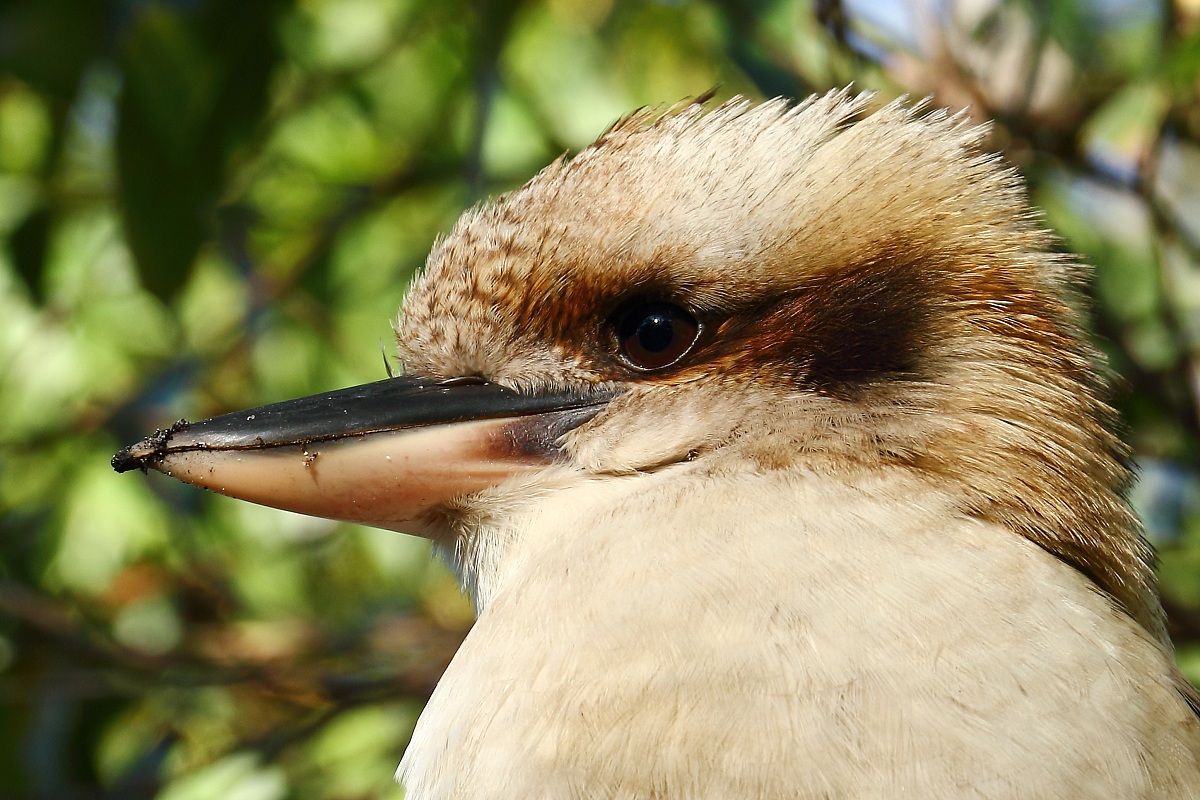Kookaburra