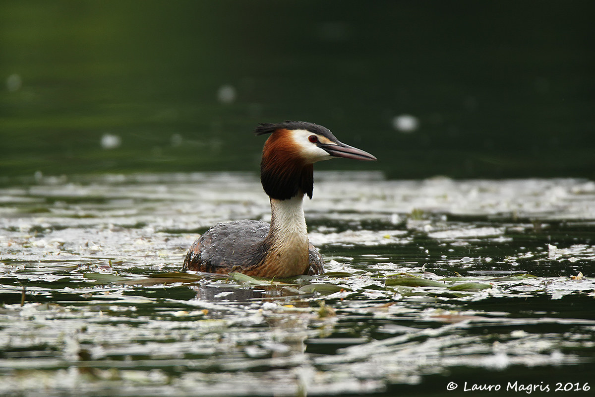 Grebe
