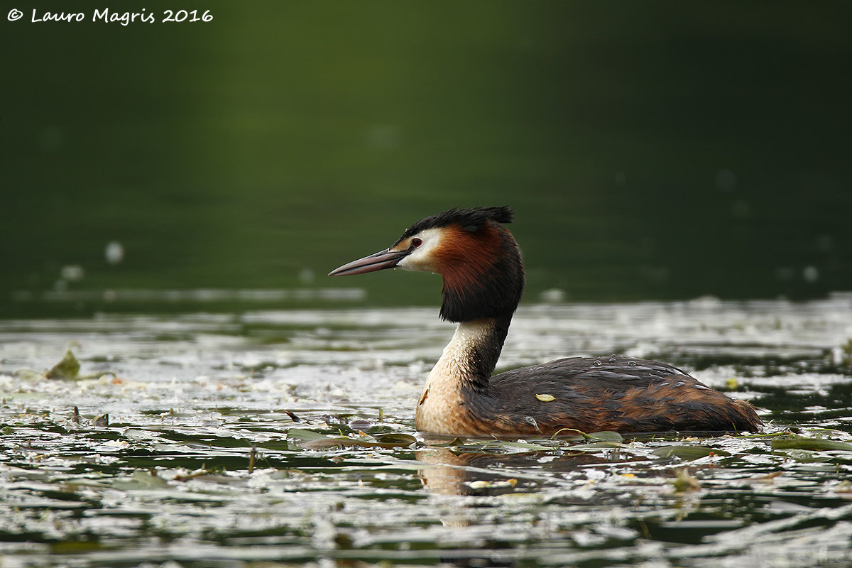 In aquatic vegetation