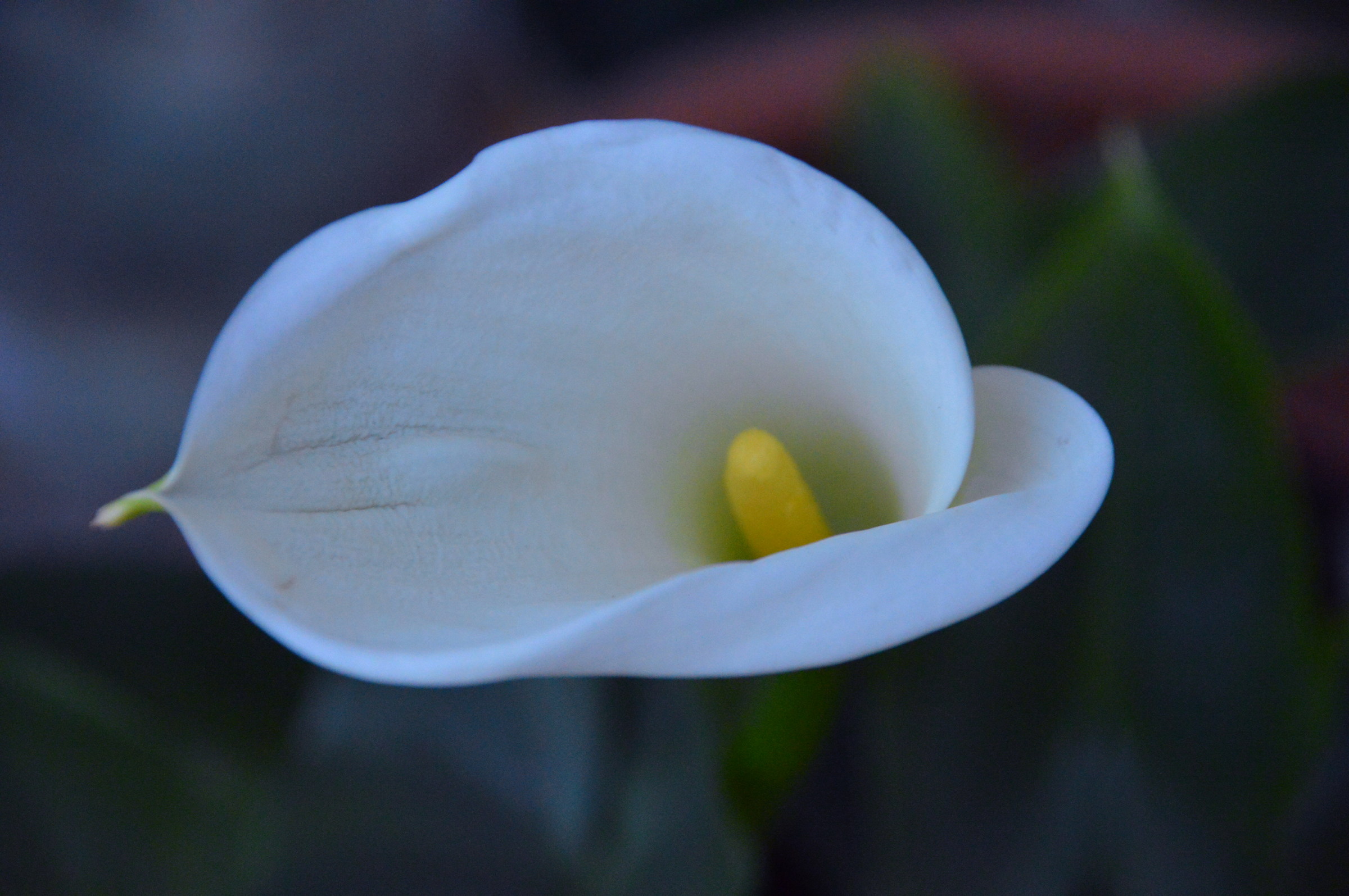calla