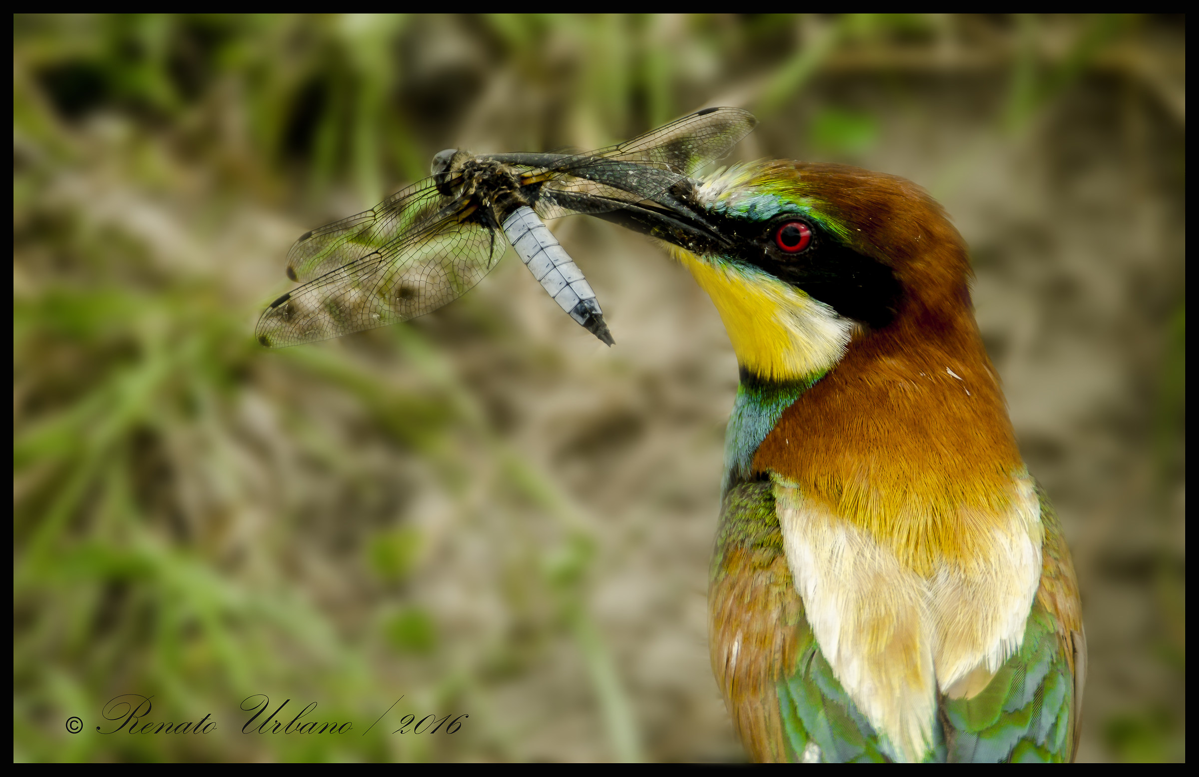 Eater (Merops Apiaster) with dragonfly