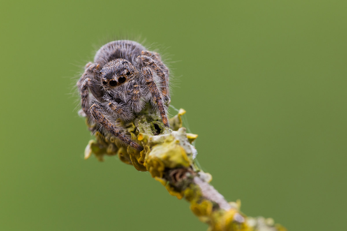 Spider salticida (species to be determined ...)