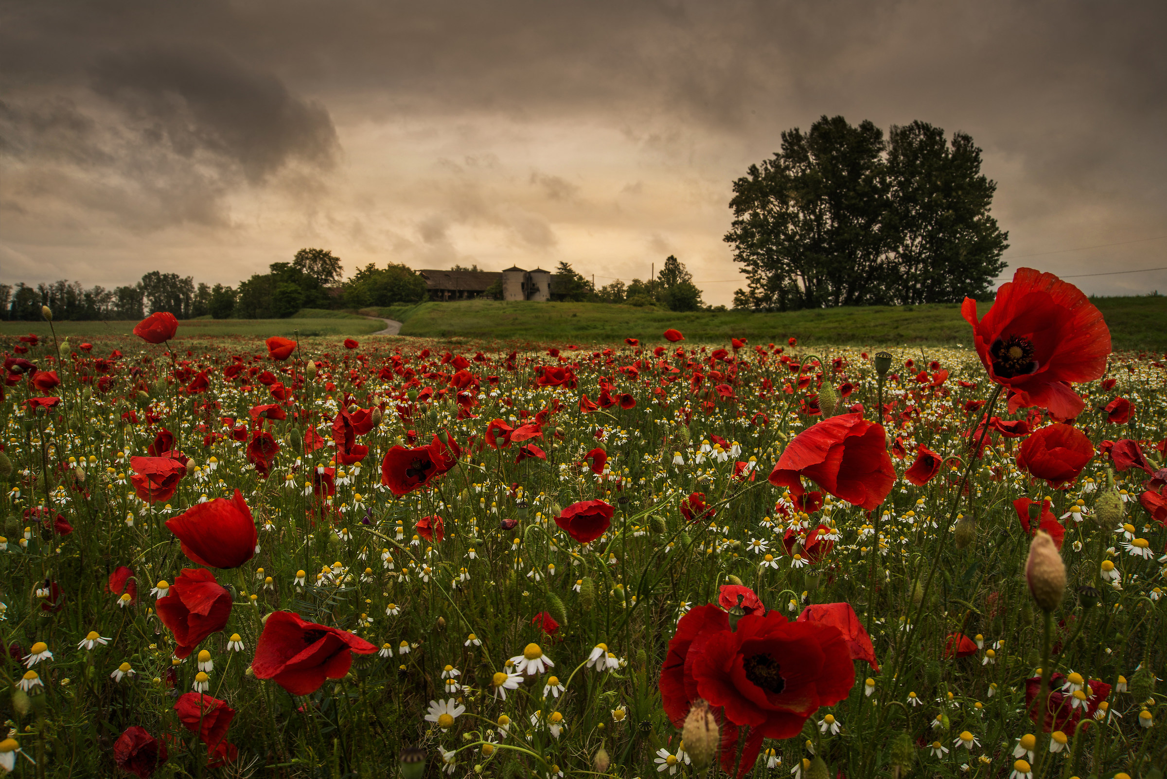 Chamomile and poppies