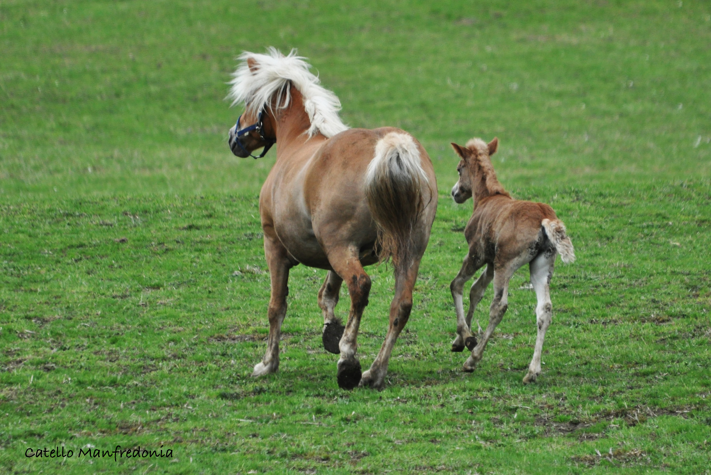 Haflinger horses in Rio White (Sarentino, BZ)