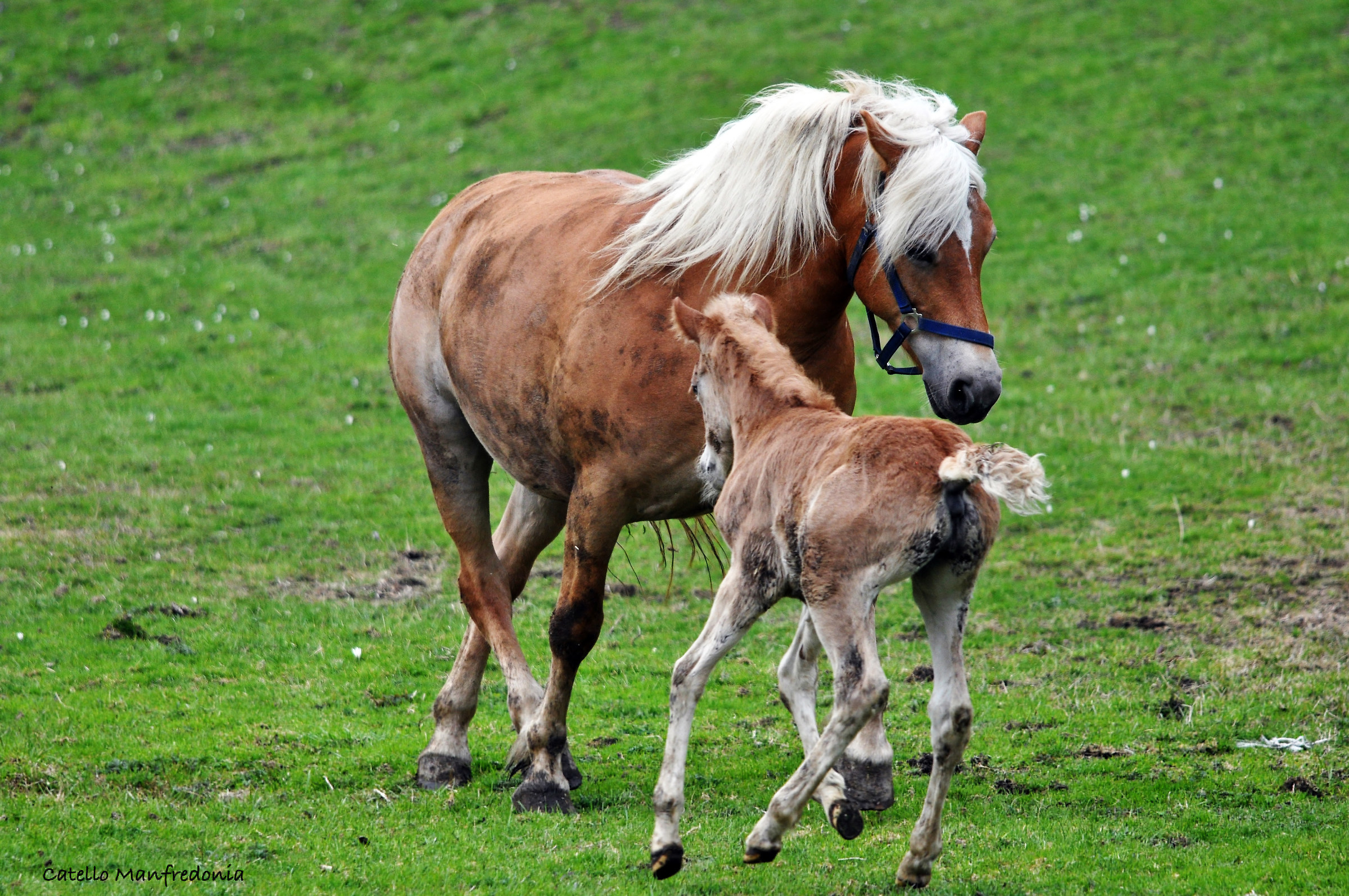 Cavalli Avelignesi a Rio Bianco (Sarentino, BZ)