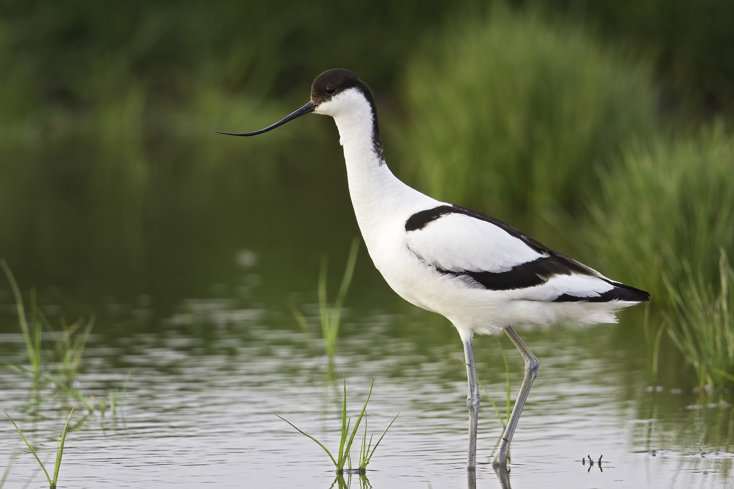 Recurvirostra avosetta