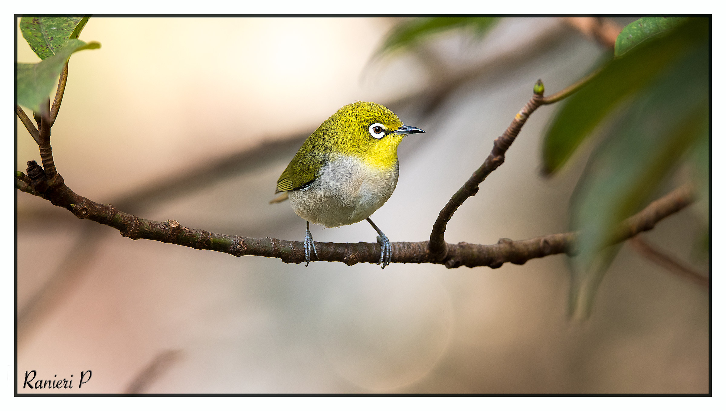 Japanese White eye