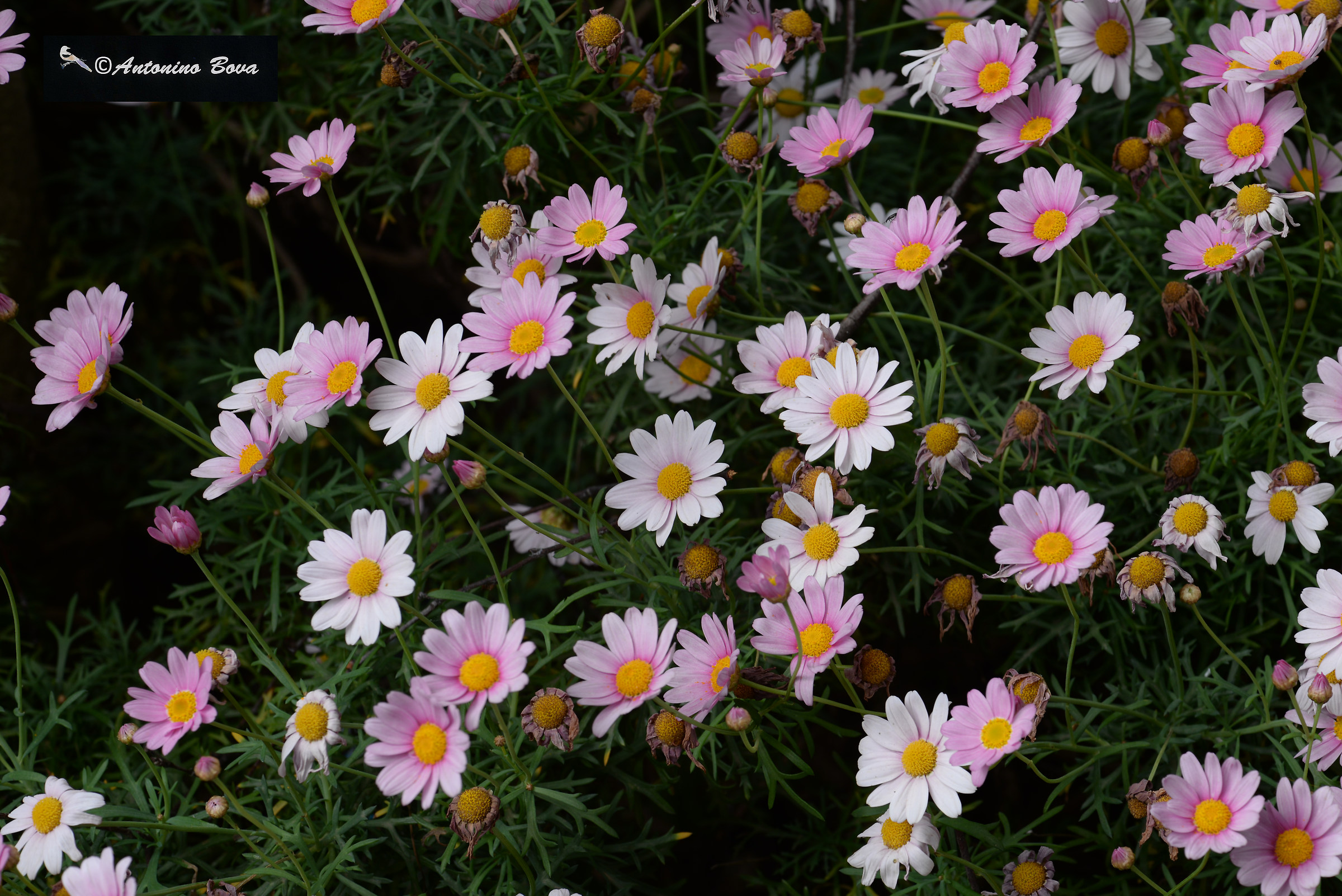 that little bunch of flowers