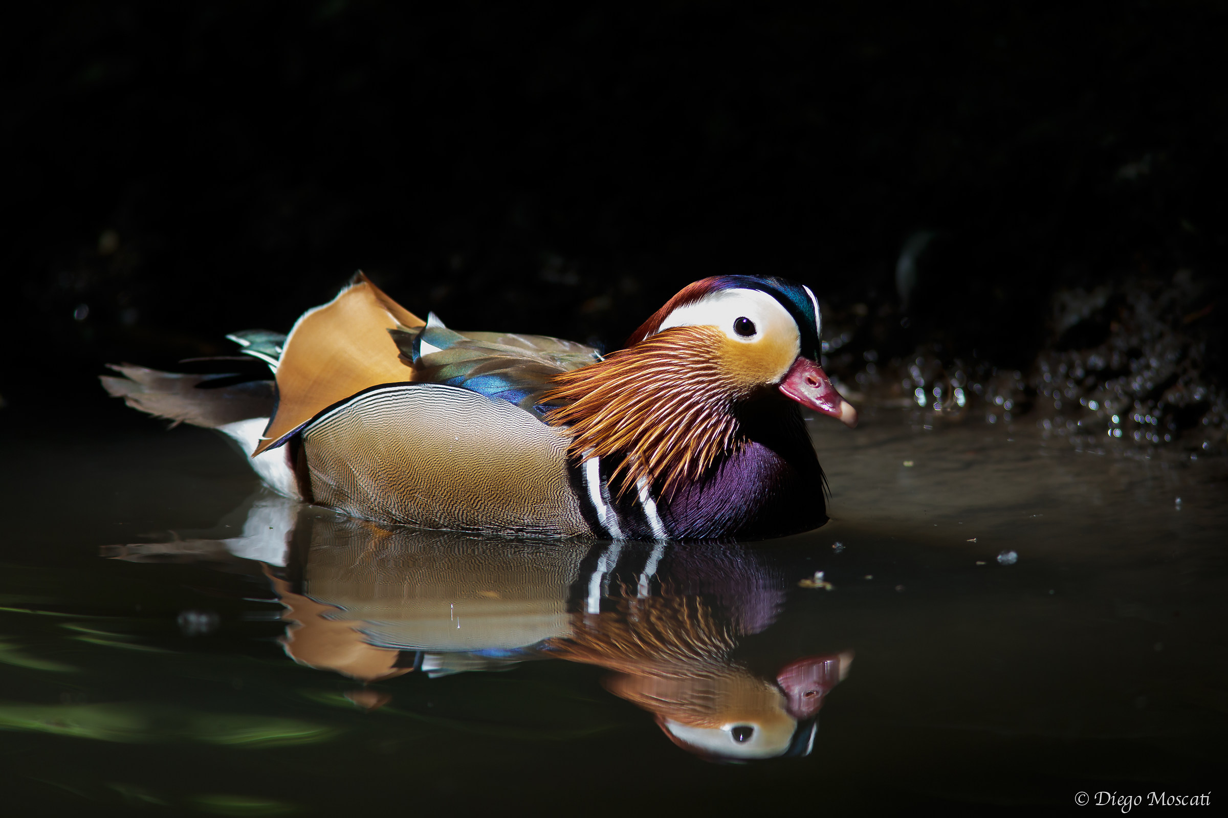 Anatra mandarina spot light