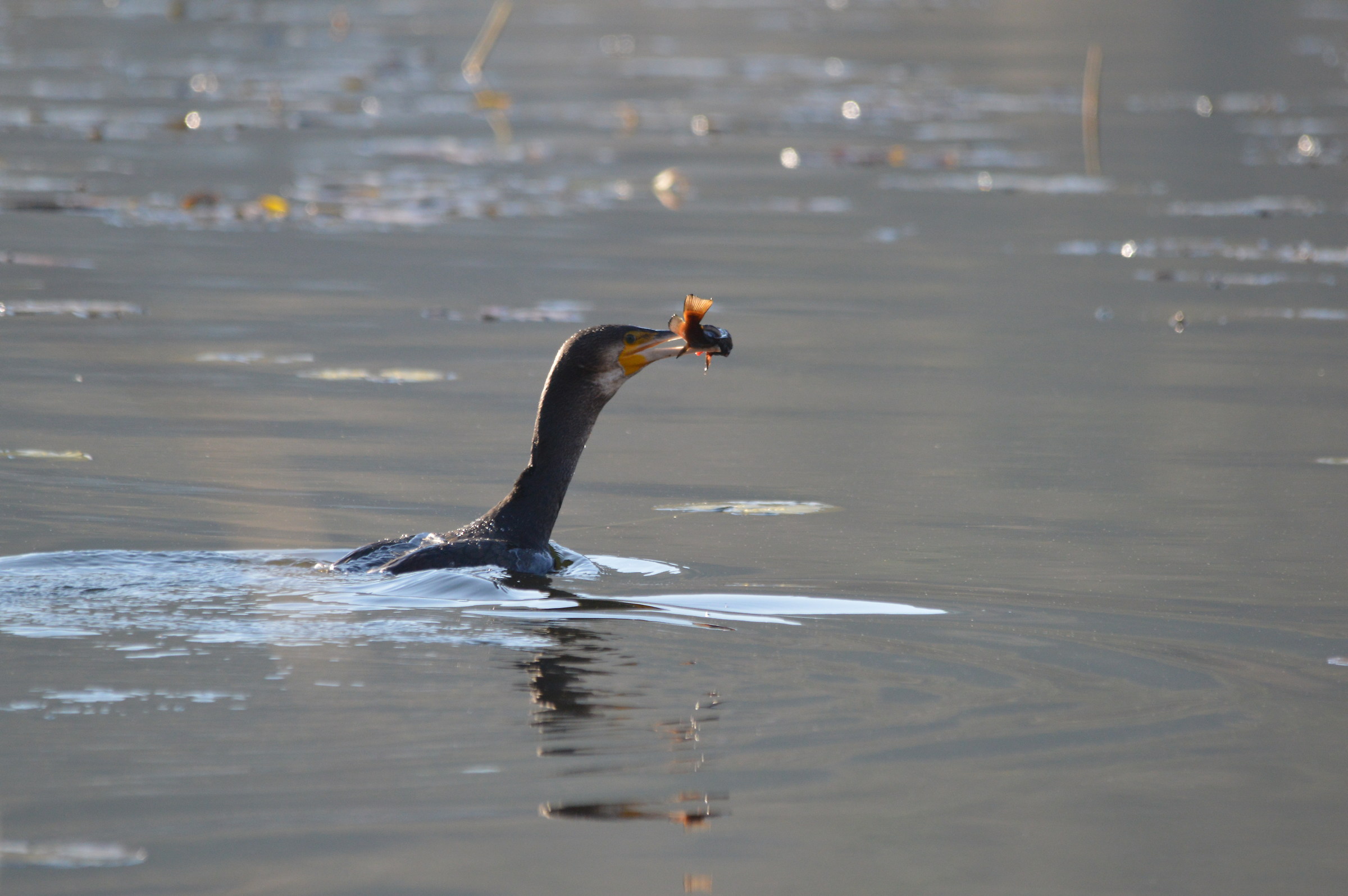 Cormorano con pesce gatto