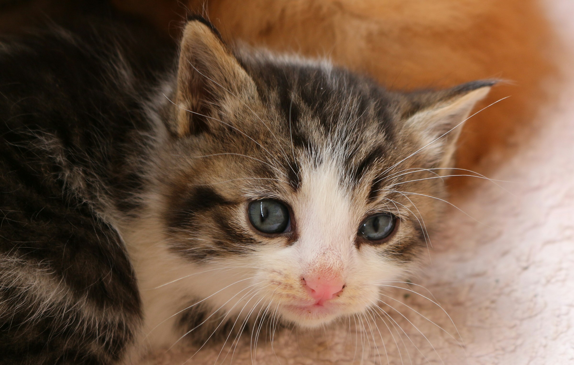 My first portrait Tommy 28 days.