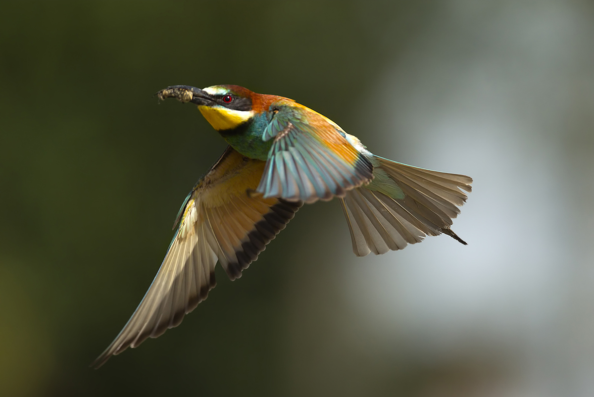 Gruccione in volo con preda