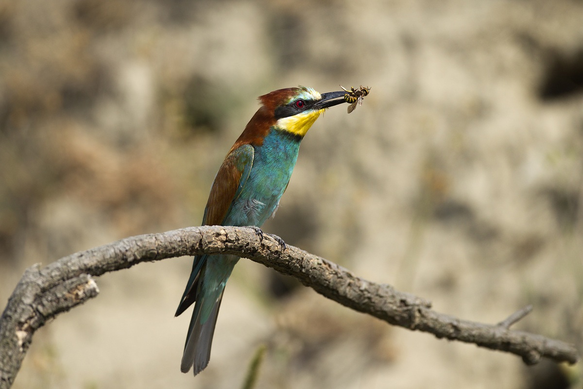 Gruccione posato con preda