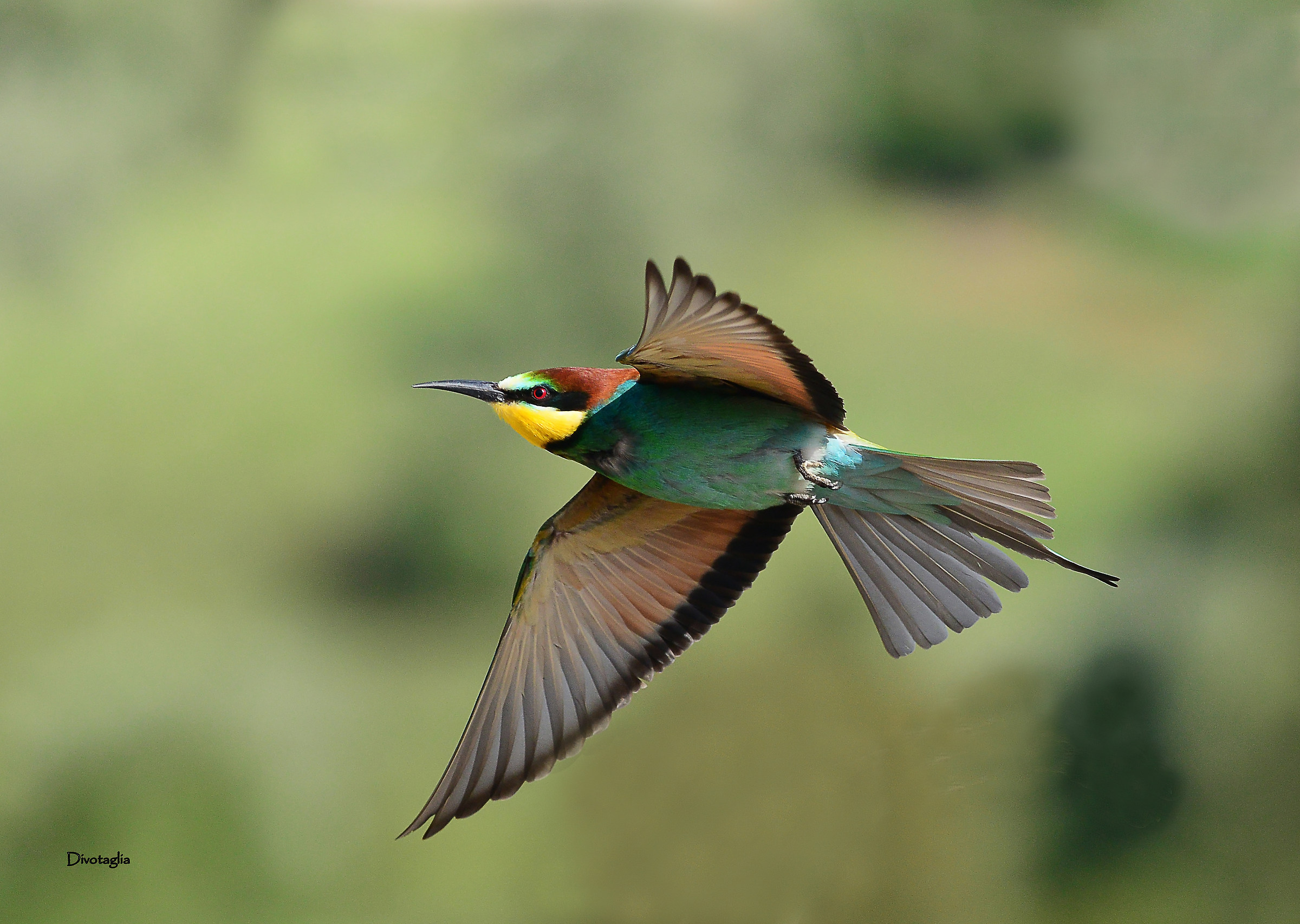 Bee-eater in flight