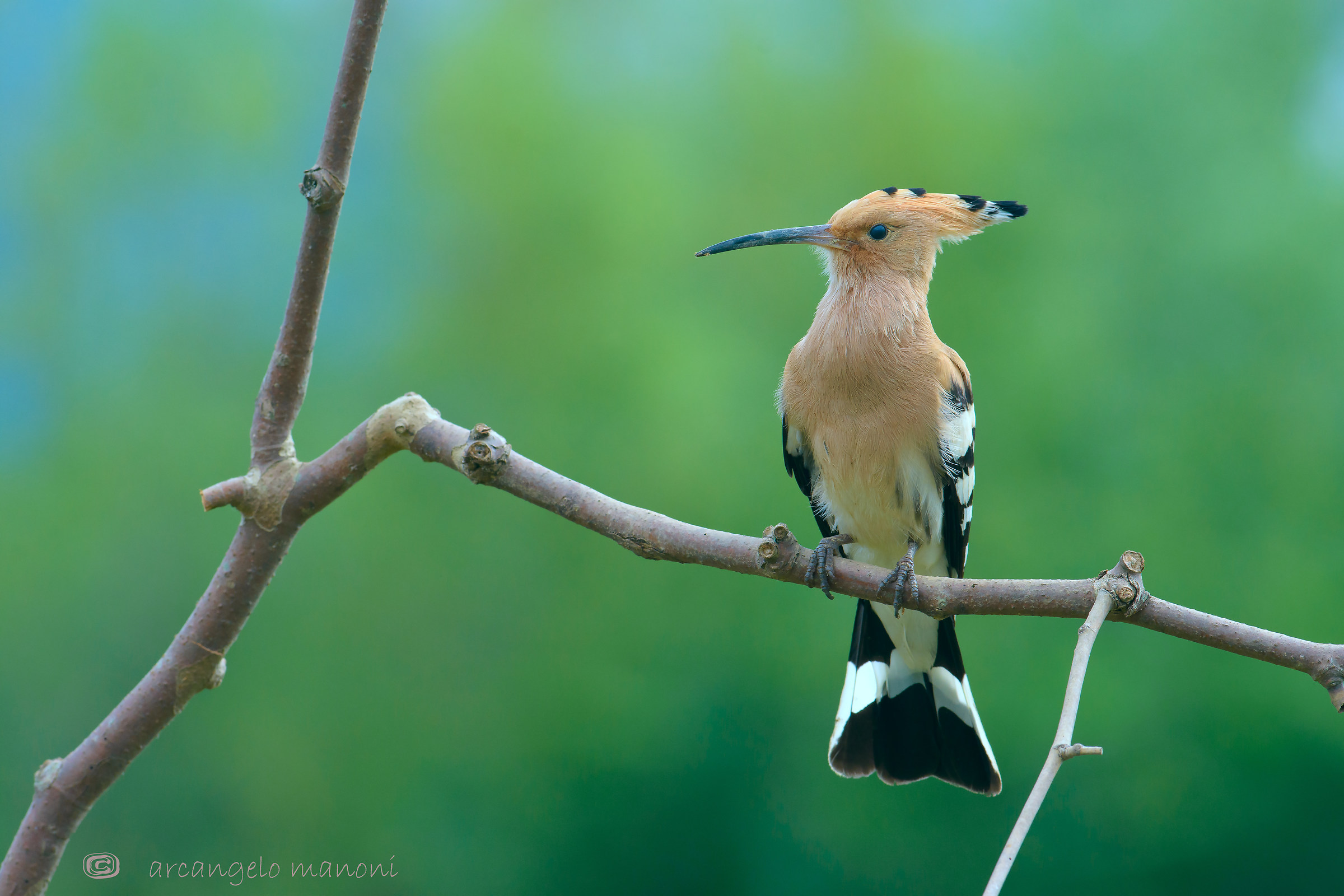 Puntuale arrivo dall'africa anche quest'anno in marz...
