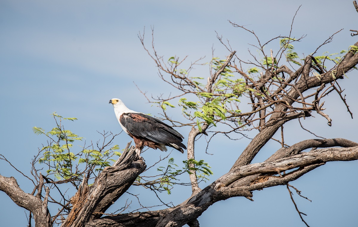 Per una volta mi ha fatto piacere sentire "urlare"...