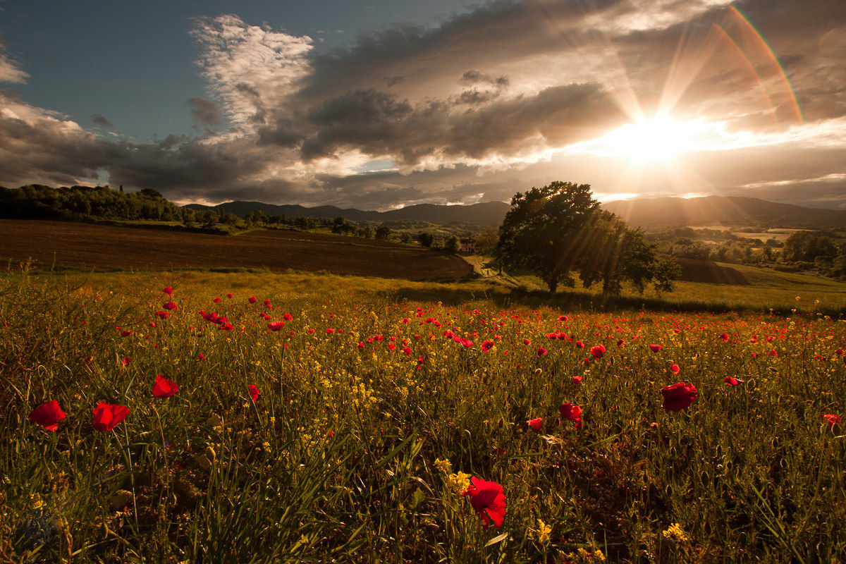 Papaveri al sole ...