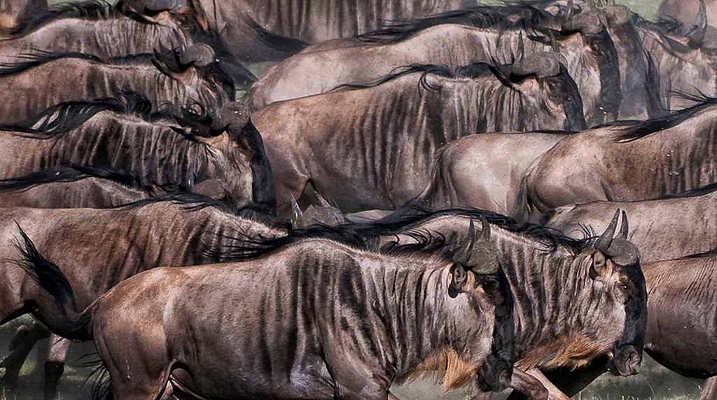 Migration - Tanzania Ndutu
