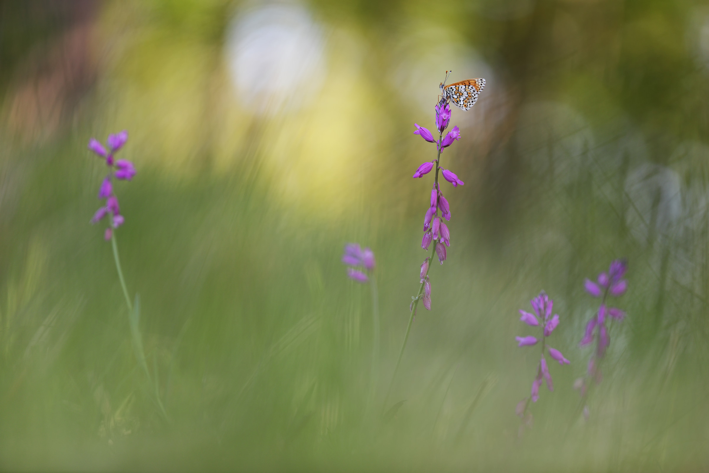 Melitaea cinxia