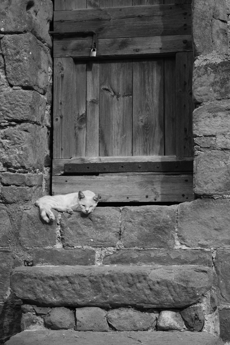 The stray to the tower