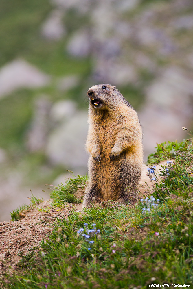 Alto là! chi va là! un fiorino!!