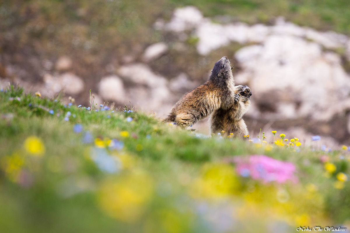 litigio tra innamorati... ..