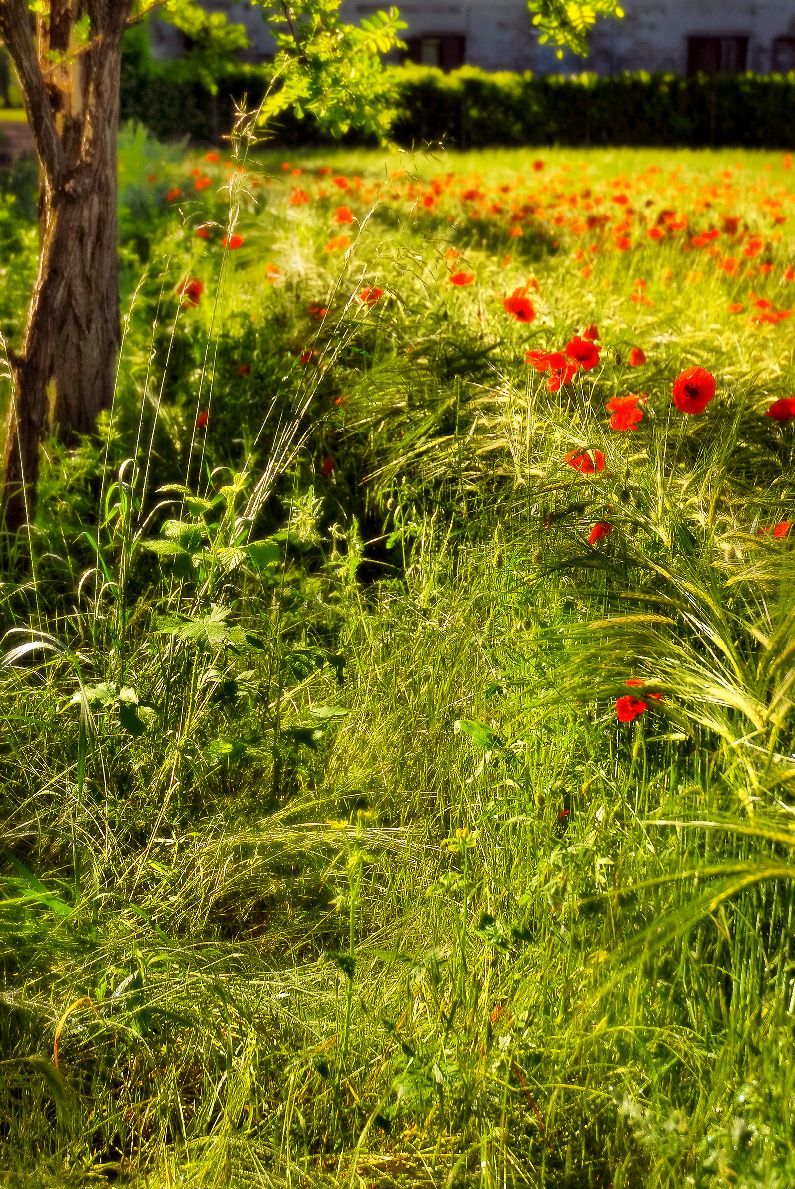 One morning in the countryside
