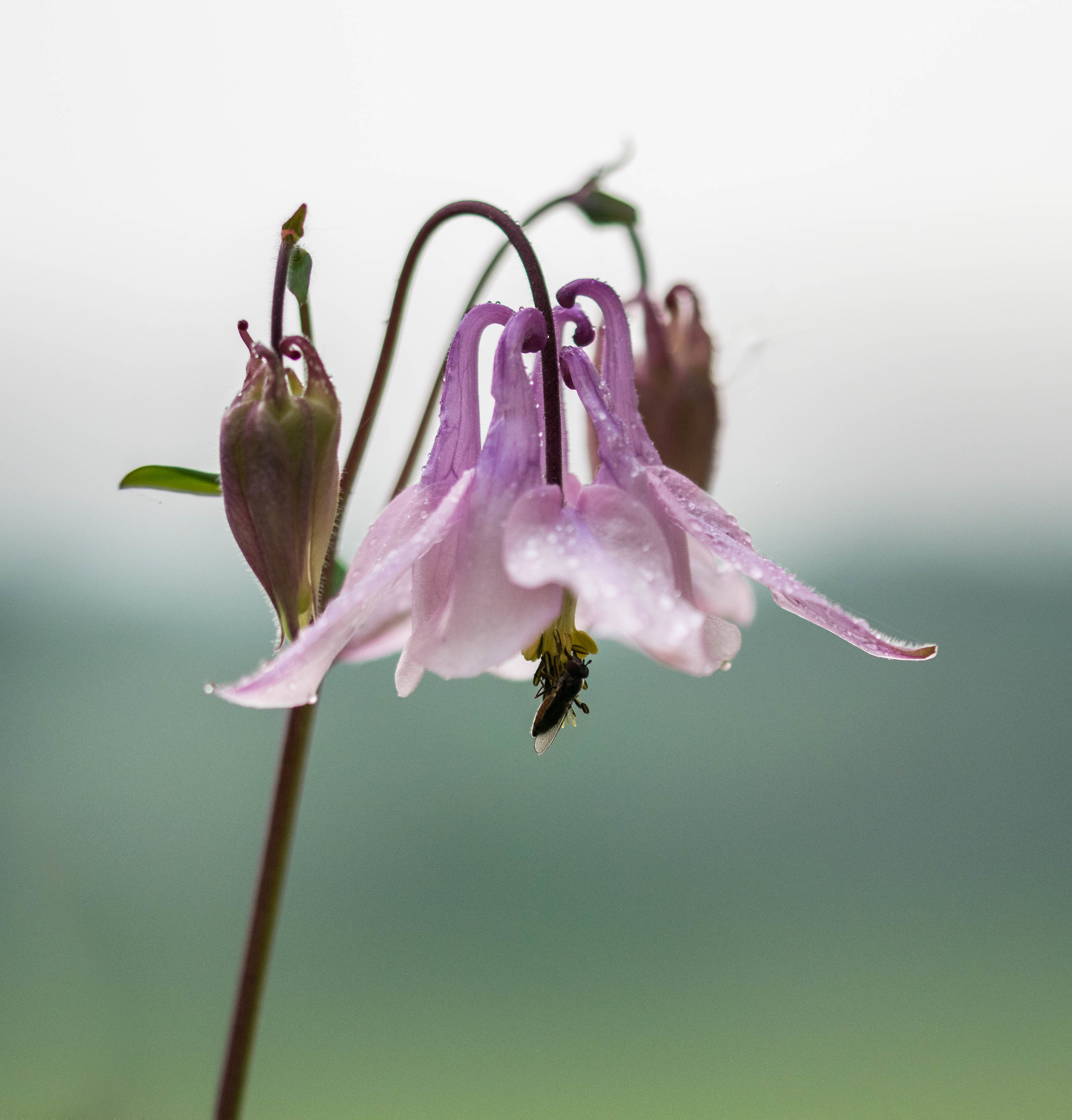 Ombrello per gli insetti