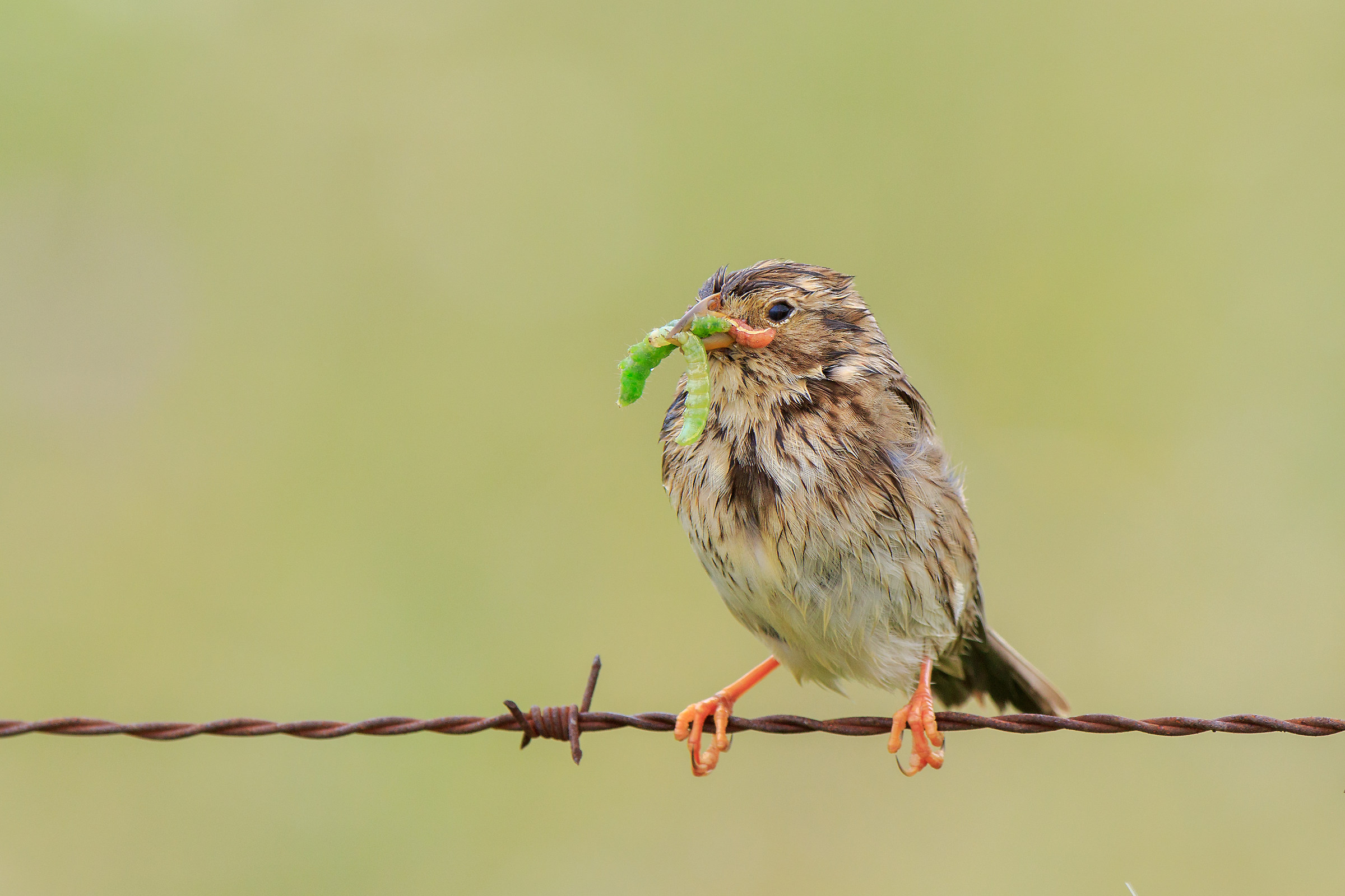 Pranzo dei nuovi nati