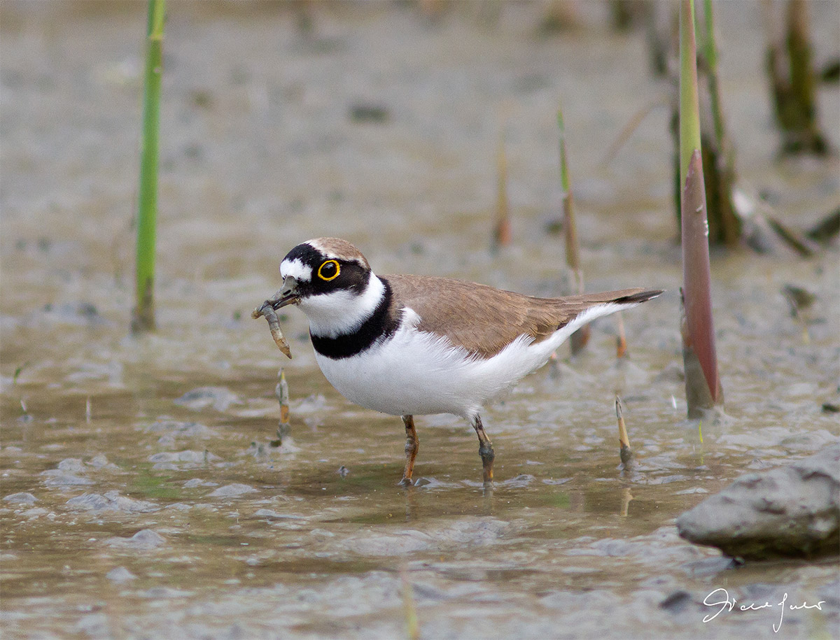 little Ringed Plover