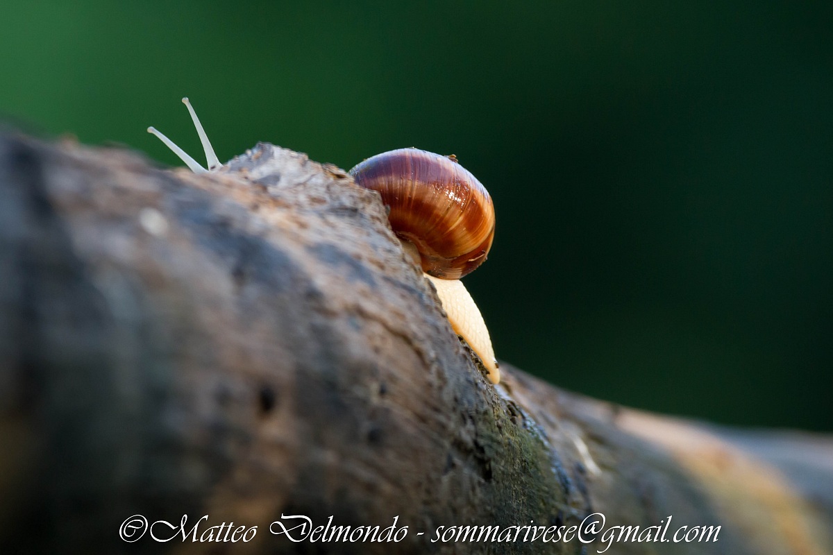 Snail