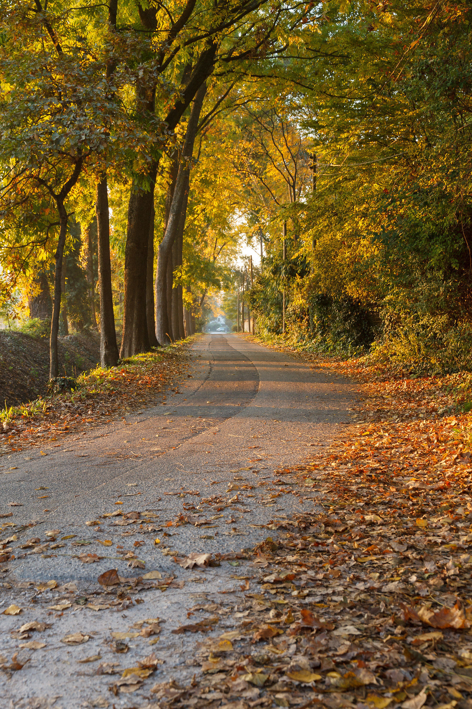 Autunno a Bertipaglia