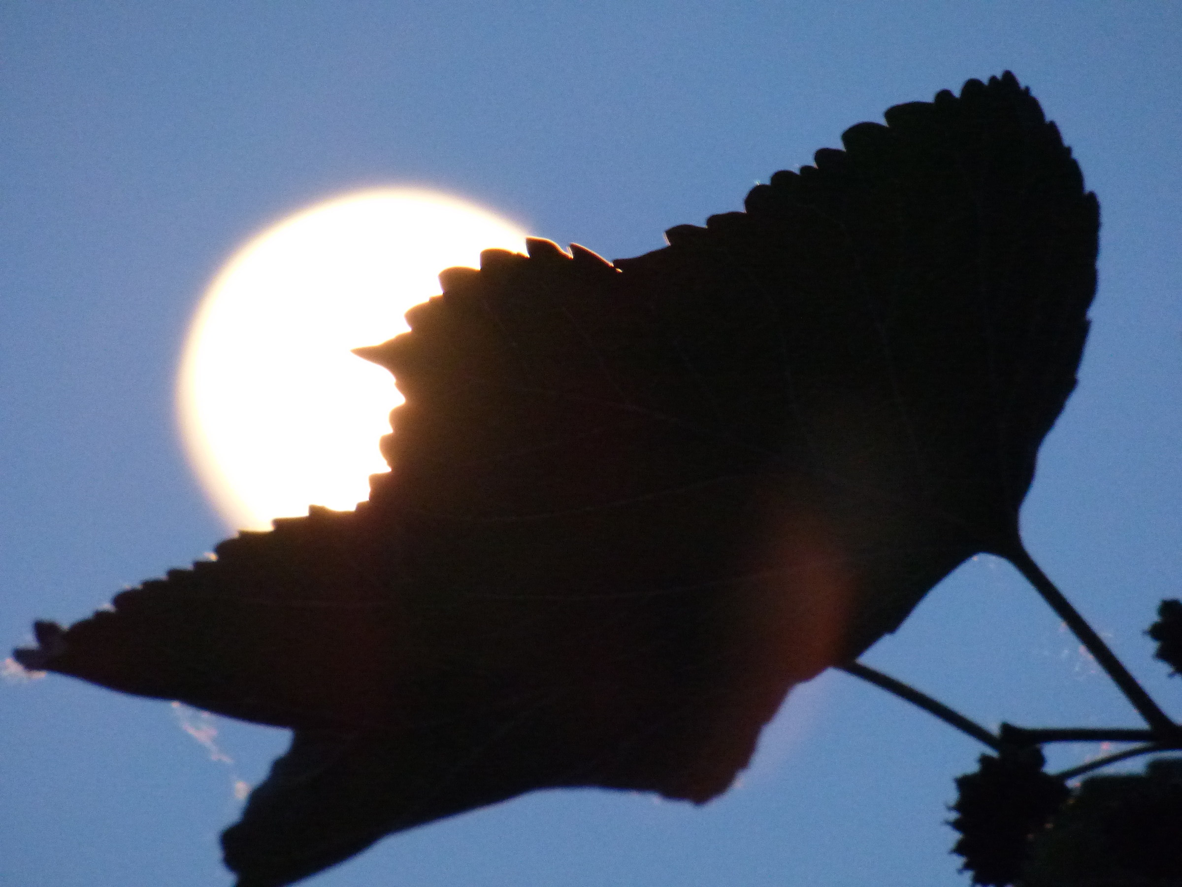 Back from the leaves of mulberry tree