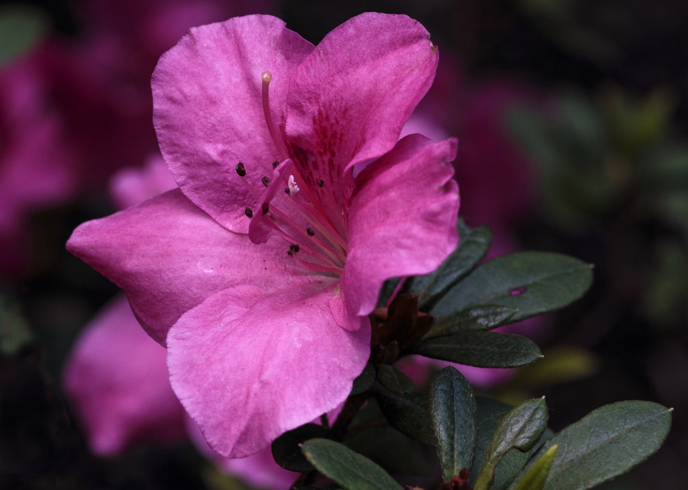 Rhododendron or Azalea flower?