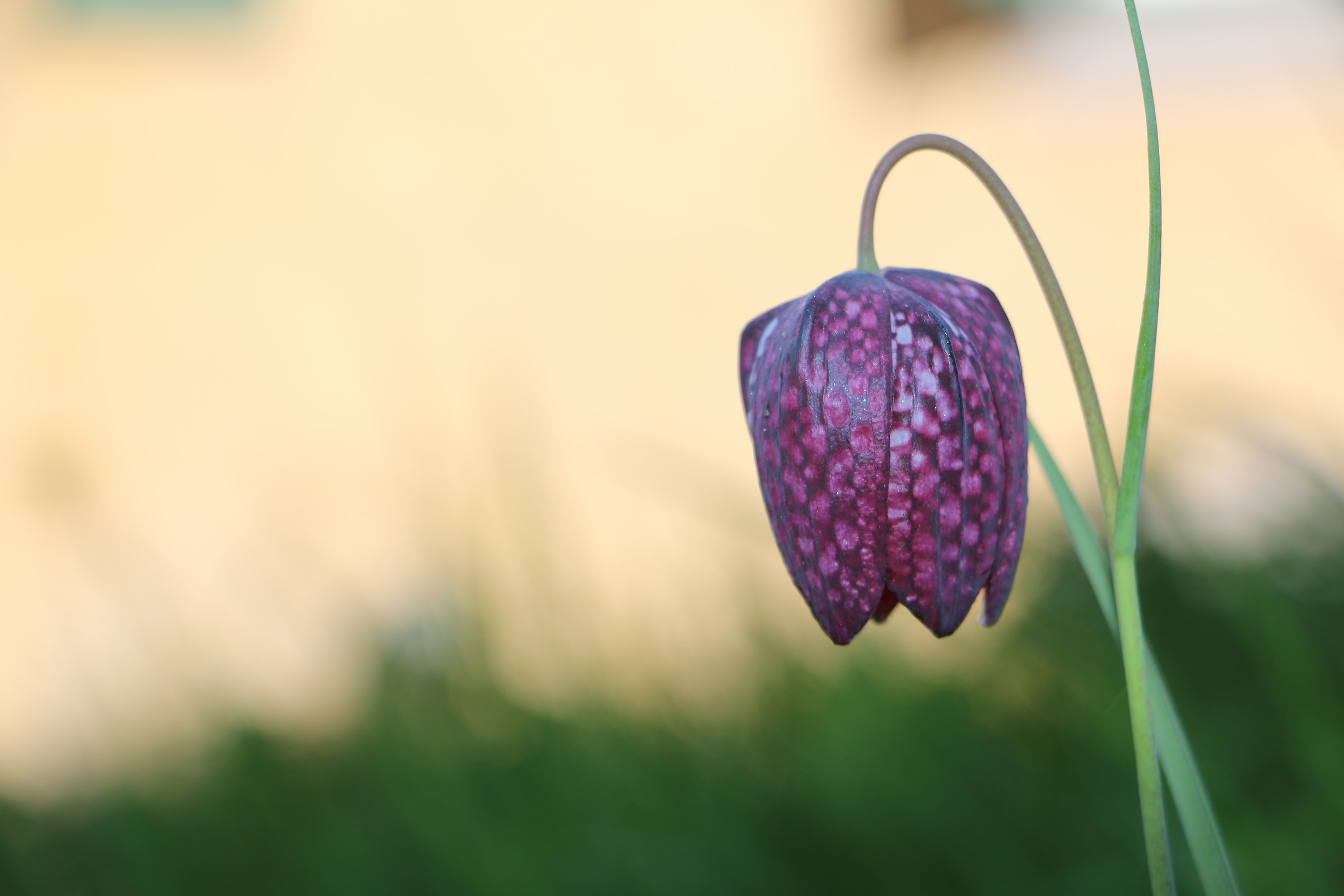 rare flower .... Schachbrettblume