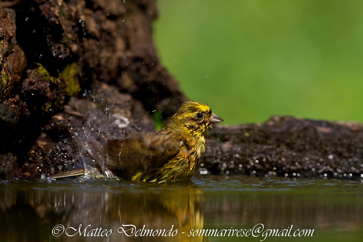 Yellowhammer