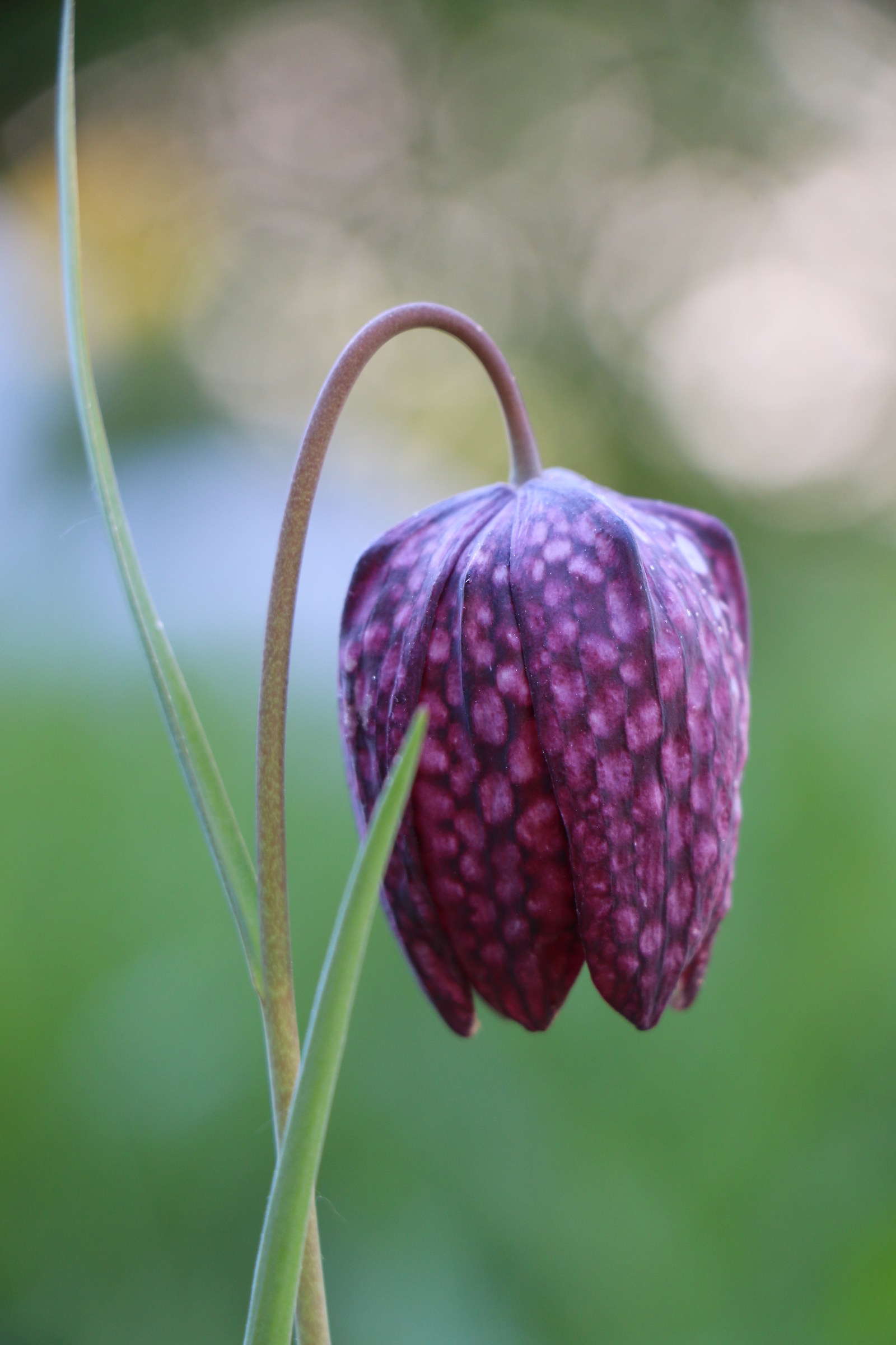 Schachbrettblume = very rare flower