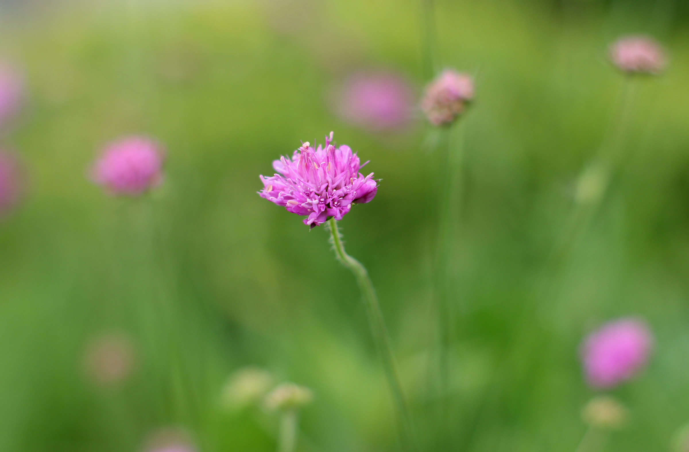 three-dimensional flower
