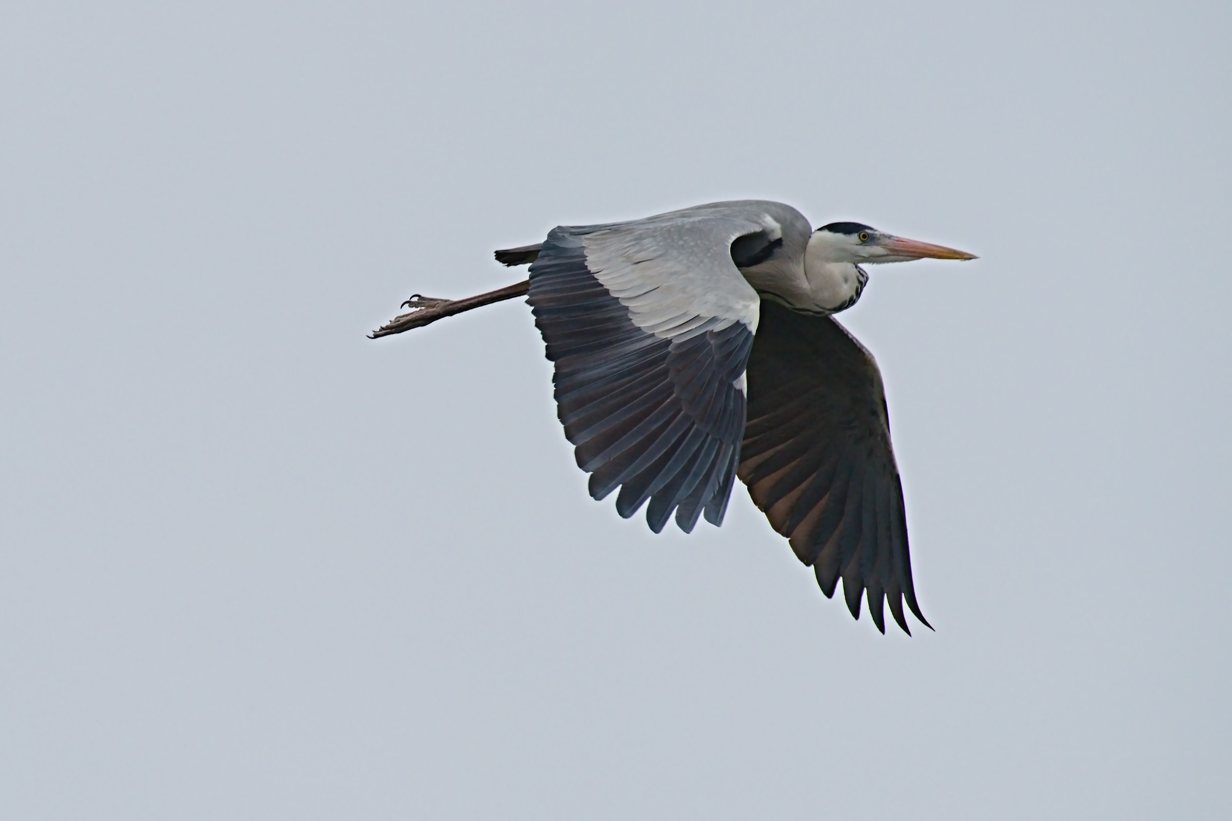 Heron in flight