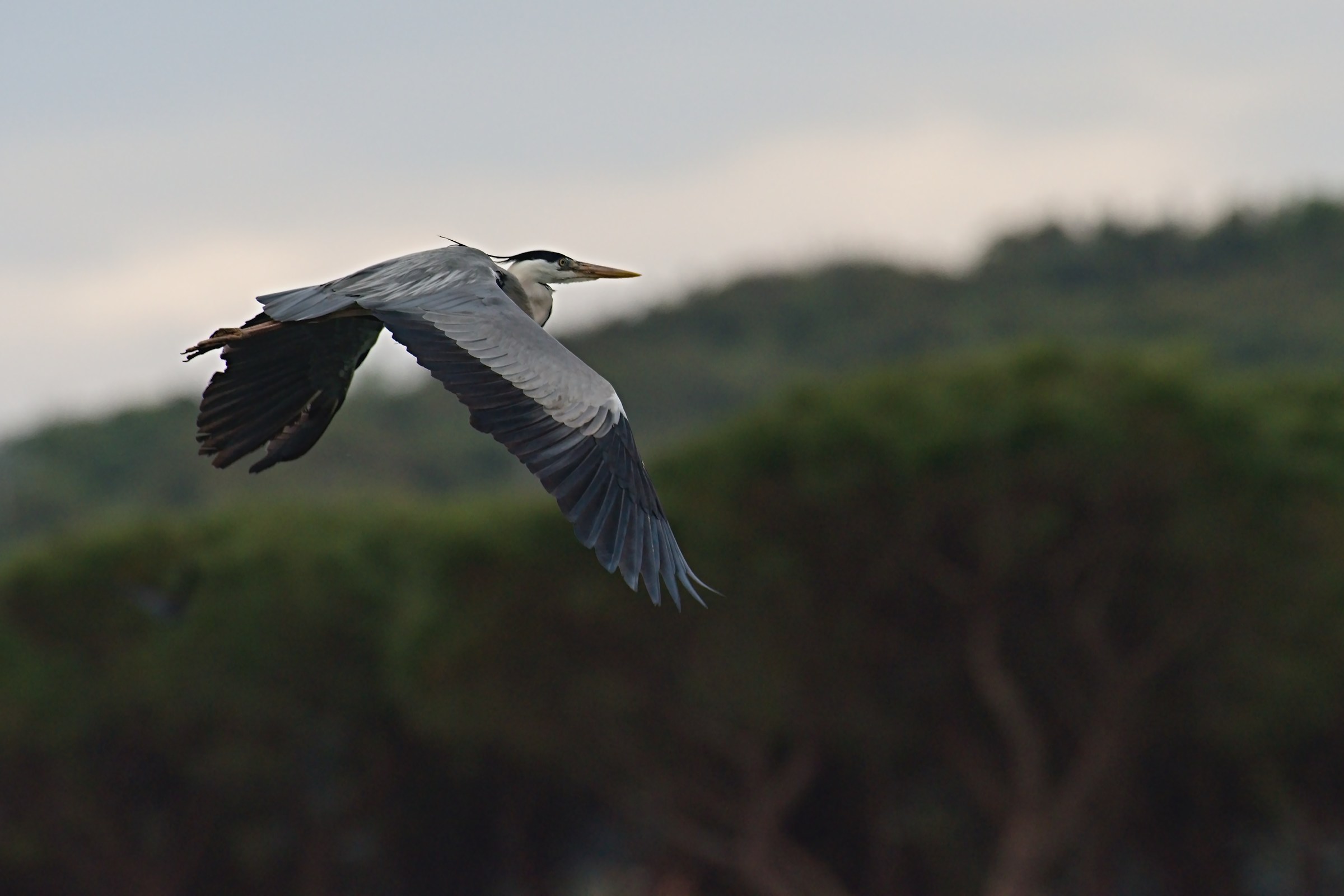The Flight of the Heron